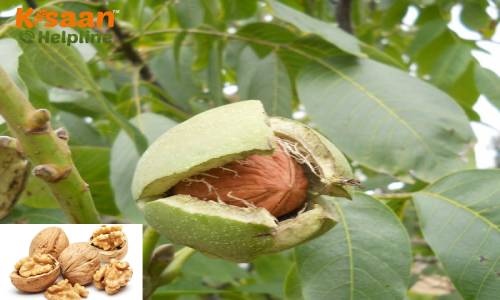 Walnut (अखरोट) 